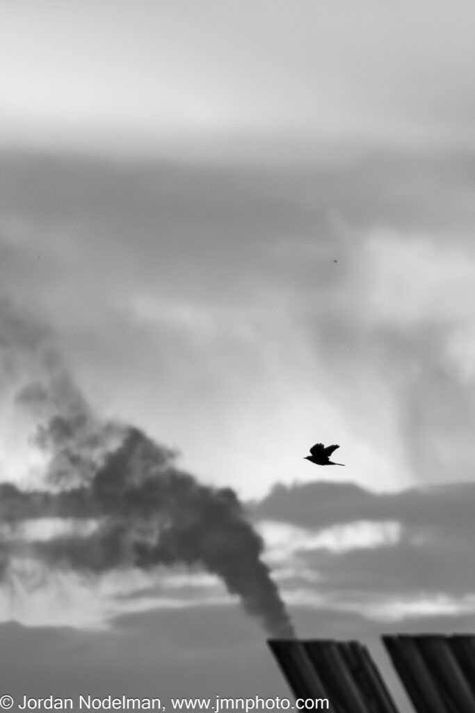 Photograph of a bird, representing Negotiating dissociation and PTSD
